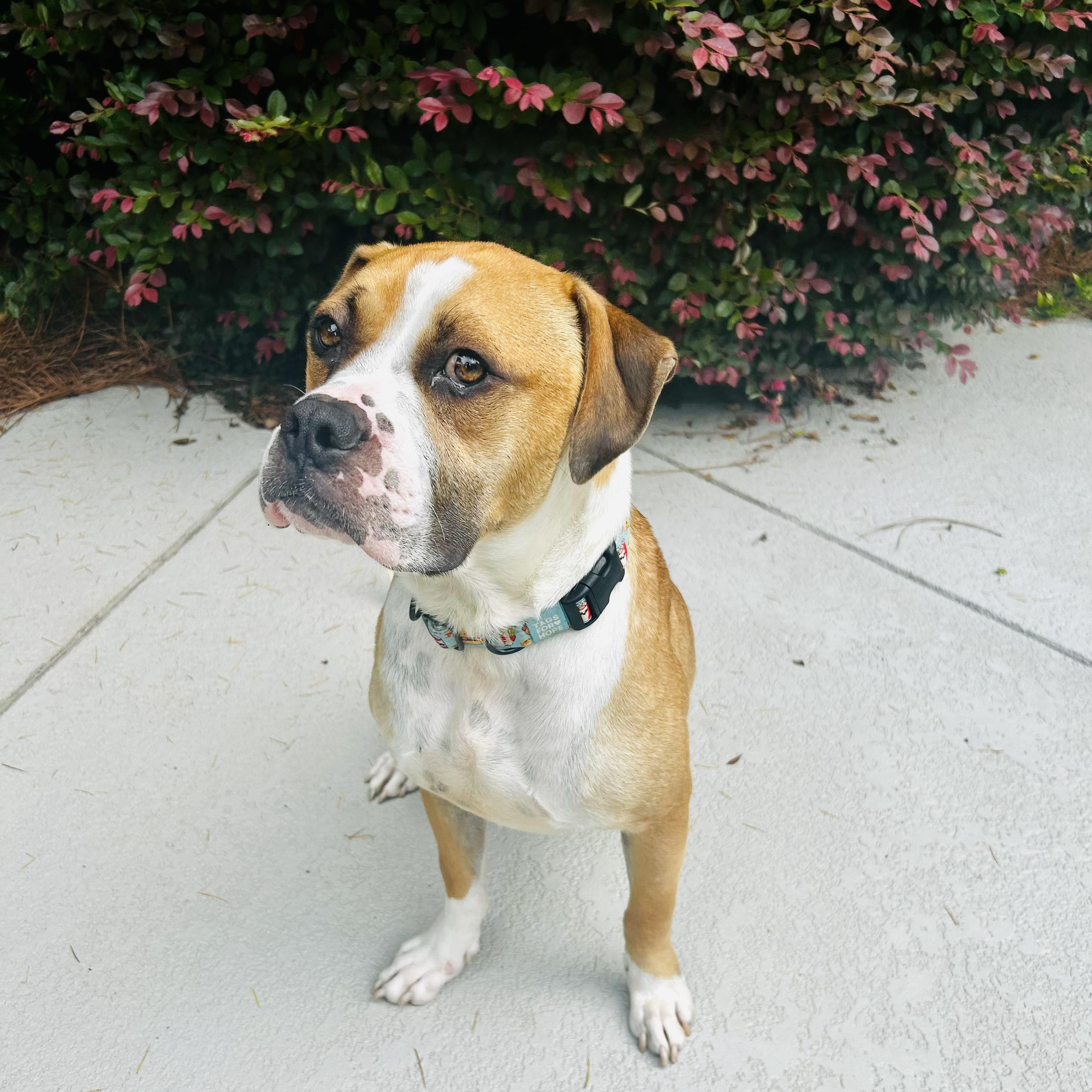 Chester, a ADOPTABLE mixed breed in Rock Hill, SC image 2/6