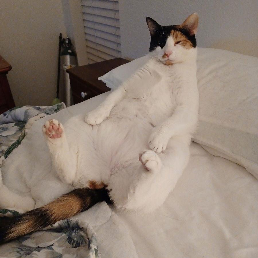 Enlarge Calypso, a Adoptable Domestic Short Hair in Dripping Springs, TX image 2/2