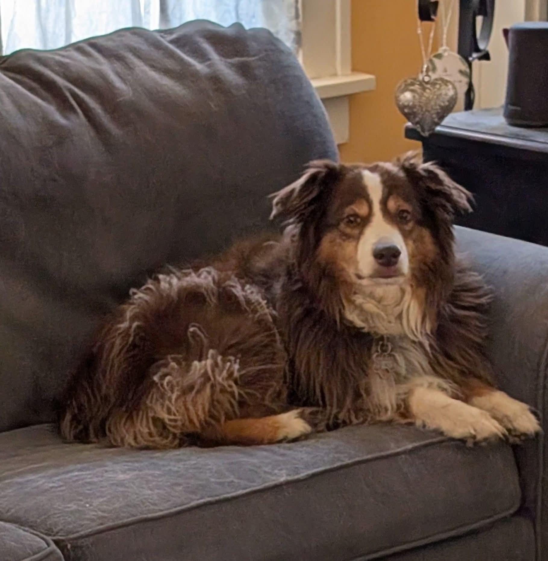 Enlarge Luna, a ADOPTABLE Australian Shepherd in Elk River, MN image 1/1