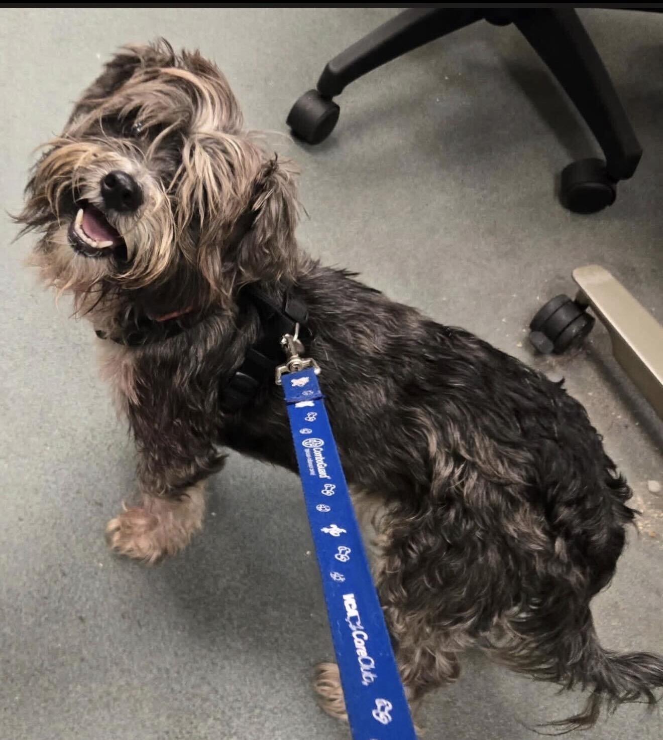 Enlarge Elmer, a Adopted Lhasa Apso in Hillsborough, NC image 1/1