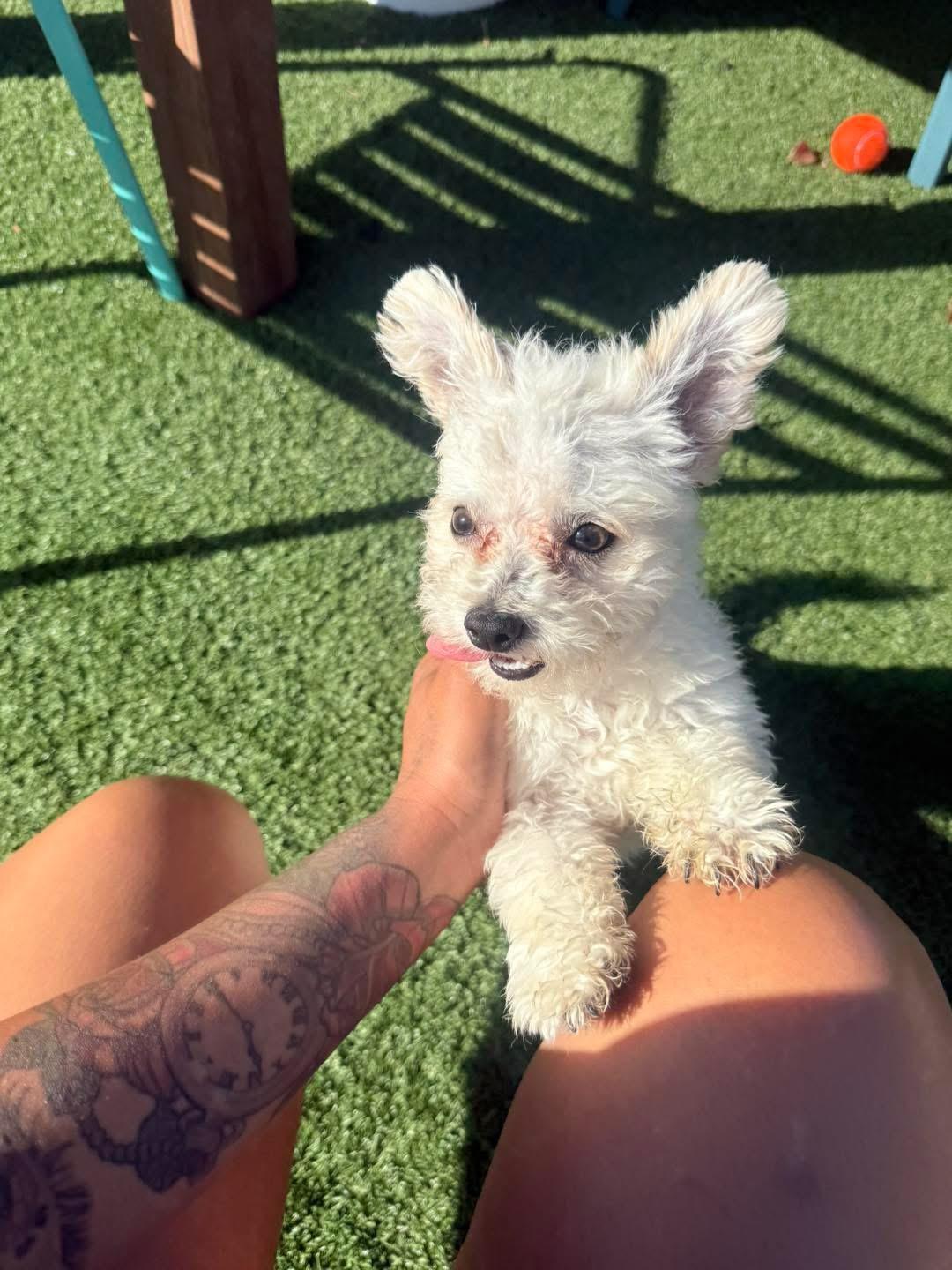 Bay, Adopted, Puppy Male Maltese & Poodle.