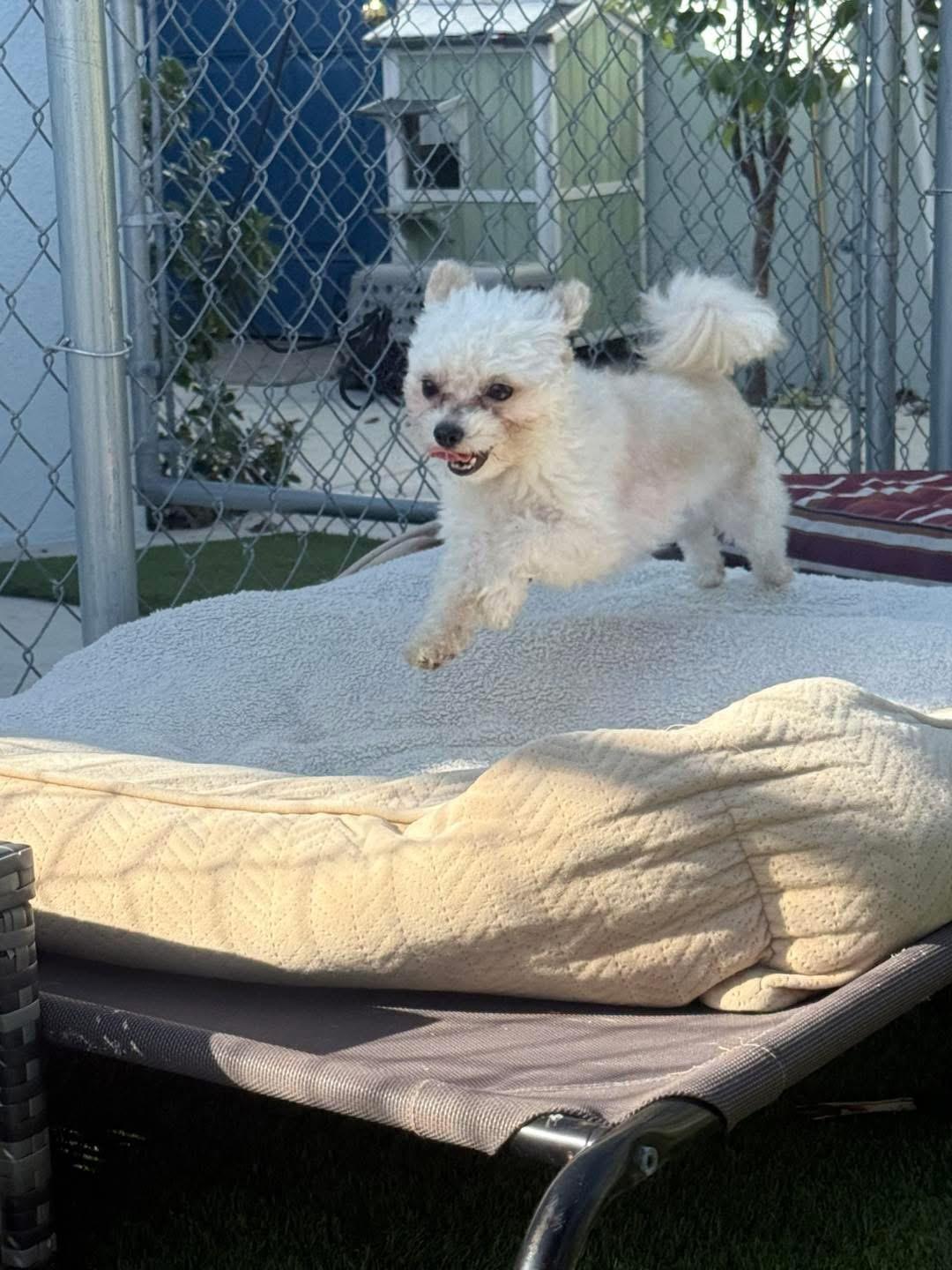 Bay, Adopted, Puppy Male Maltese & Poodle.