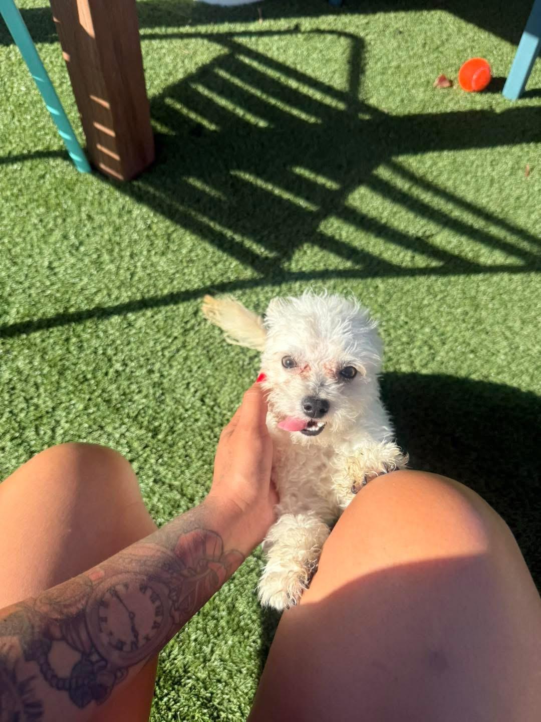 Enlarge Bay, a Adopted mixed breed in Key Largo, FL image 3/4