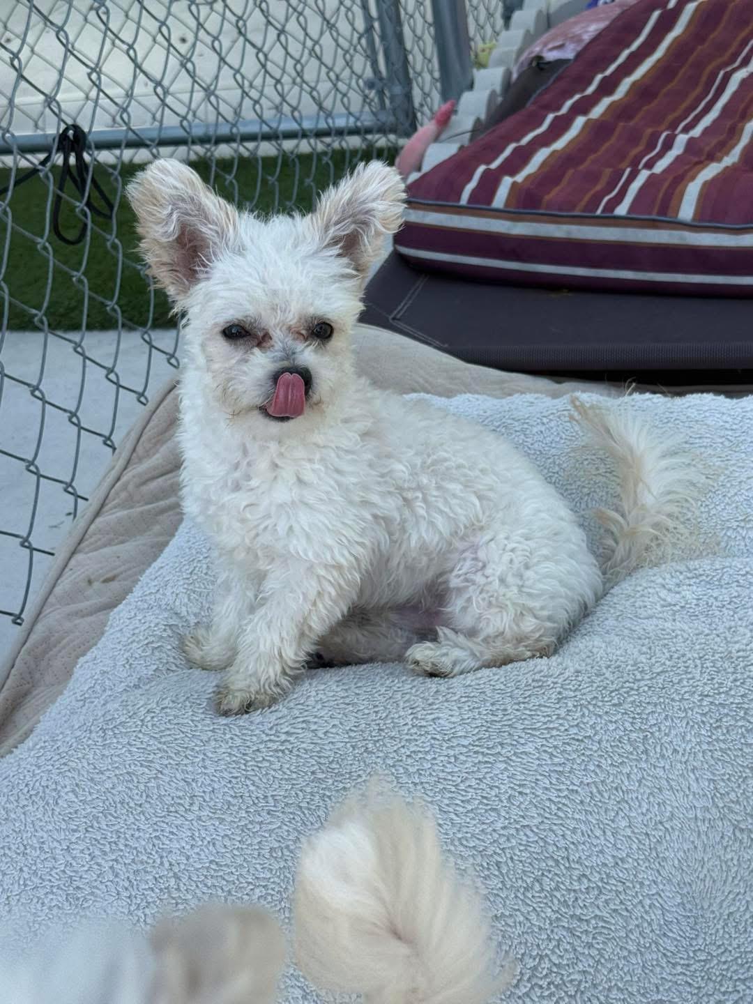 Enlarge Bay, a Adopted mixed breed in Key Largo, FL image 4/4