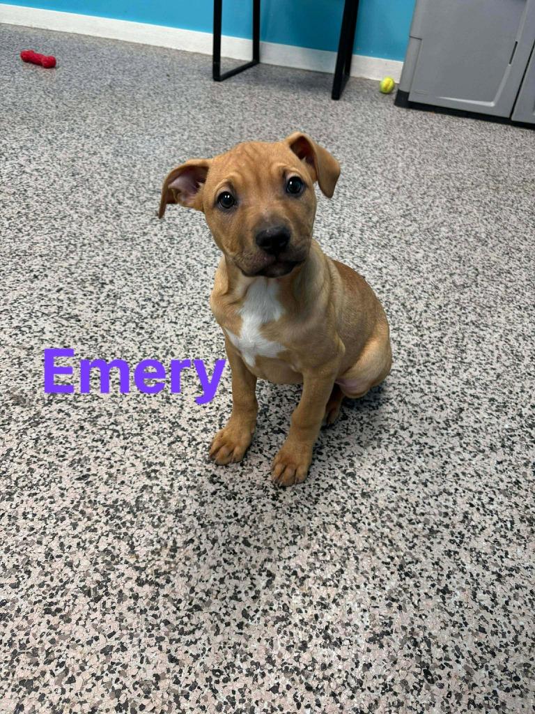 Emery, Adopted, Puppy Female Pit Bull Terrier.