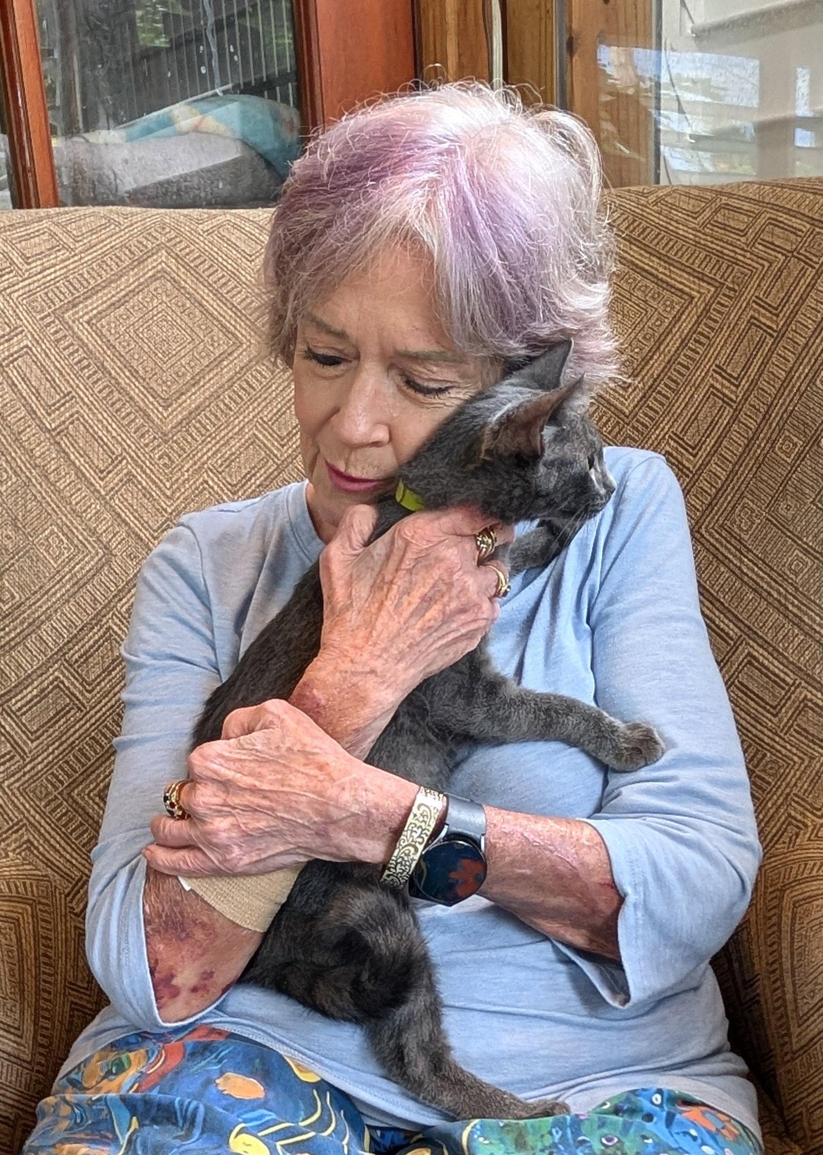 Enlarge Sasha, a Adopted Domestic Short Hair in Pompano Beach, FL image 2/2