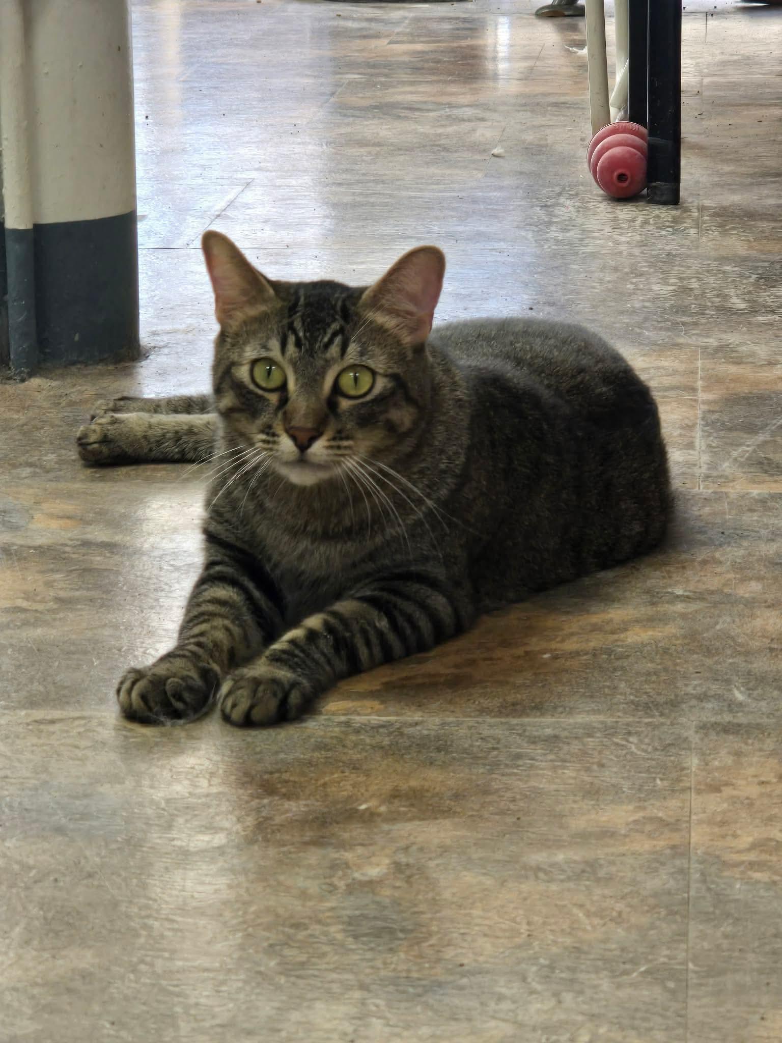 Kripke, Adoptable, Young Male Domestic Short Hair.