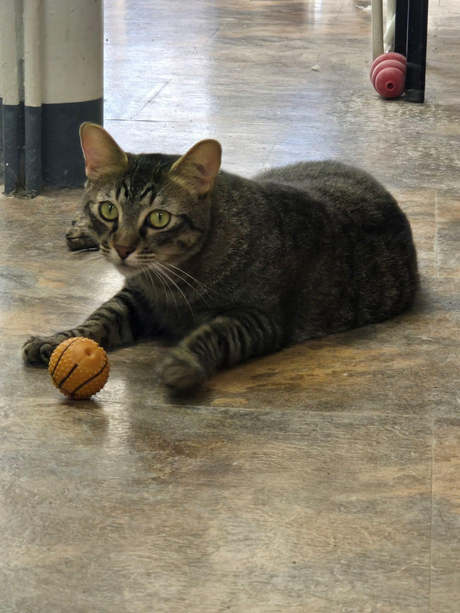 Kripke, a Adoptable Domestic Short Hair in St. Ann, MO image 2/2