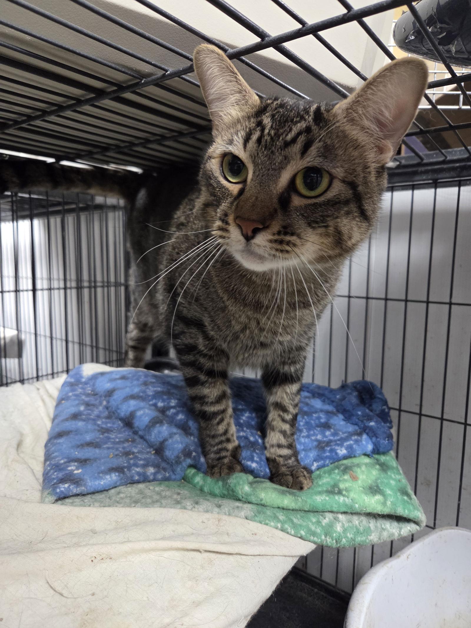 Kripke, Adoptable, Young Male Domestic Short Hair.