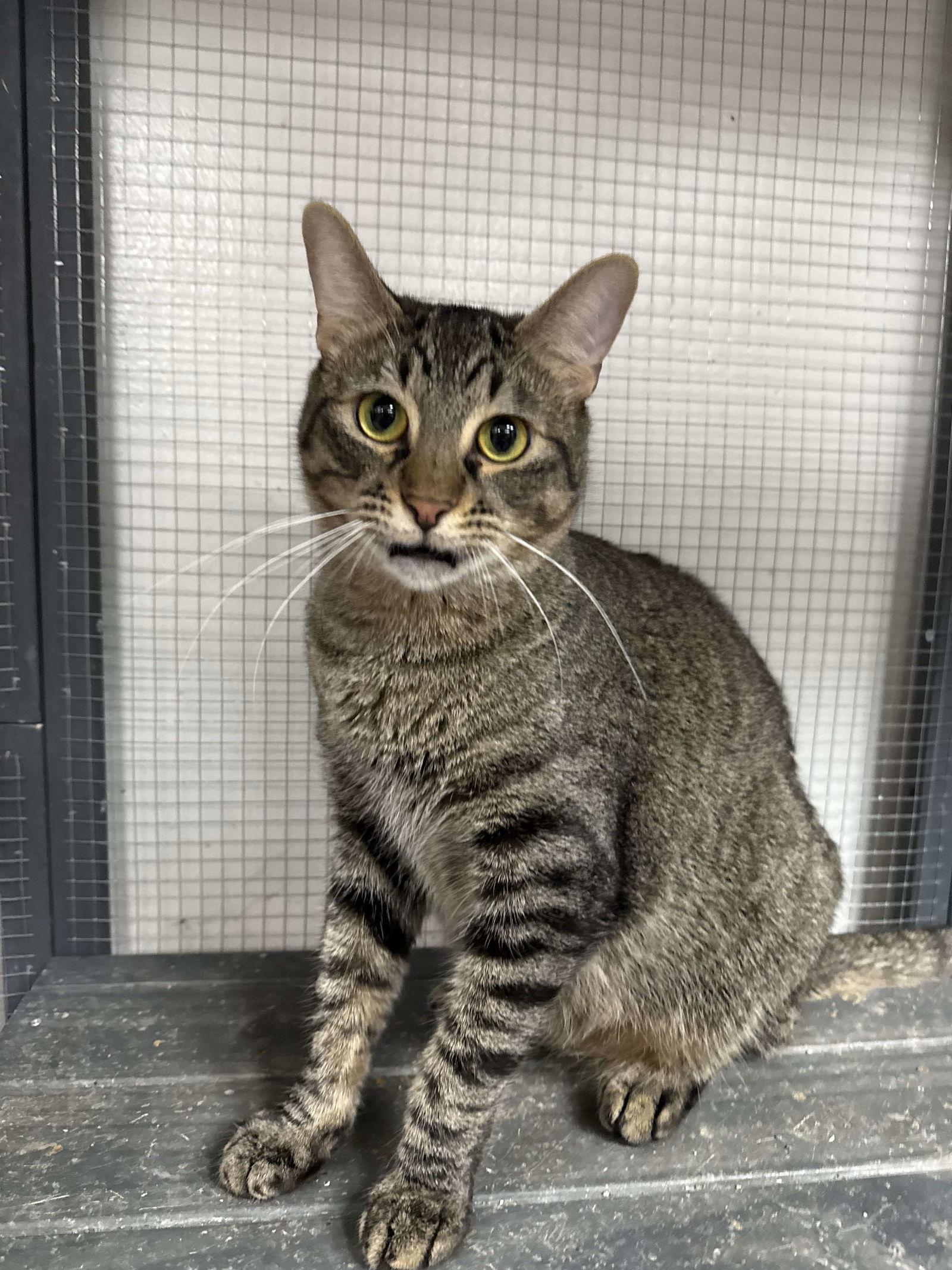 Enlarge Kripke, a Adoptable Domestic Short Hair in St. Ann, MO image 1/1