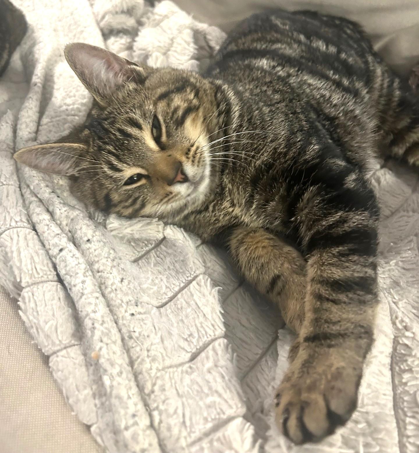 Chicken, a Adoptable Tabby in Stoney Creek, ON image 5/6