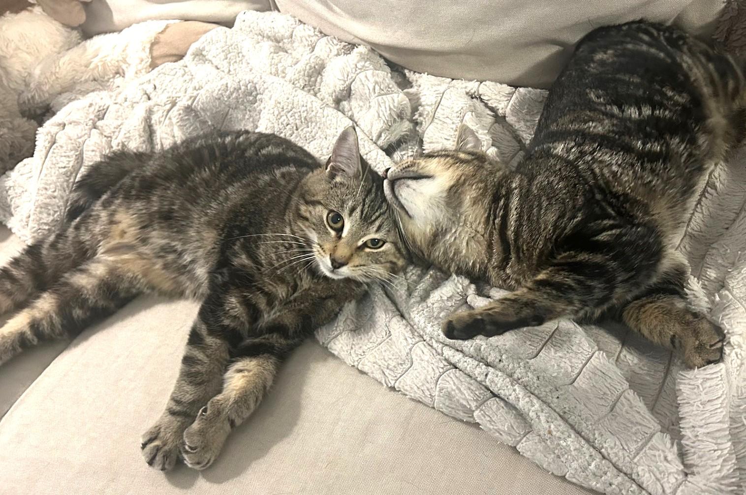 Chicken, a Adoptable Tabby in Stoney Creek, ON image 6/6