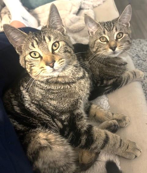 Chicken, Adoptable, Kitten Male Tabby.