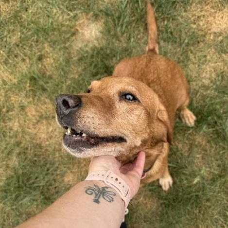 Sister, Adoptable, Senior Female Labrador Retriever.