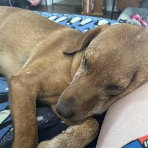 Enlarge Sister, a Adoptable Labrador Retriever in Indianapolis, IN image 5/6