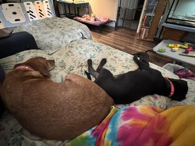 Enlarge Sister, a Adoptable Labrador Retriever in Indianapolis, IN image 2/6