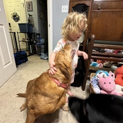 Enlarge Sister, a Adoptable Labrador Retriever in Indianapolis, IN image 4/6