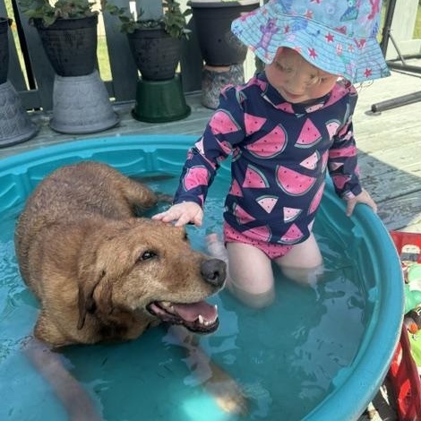 Enlarge Sister, a Adoptable Labrador Retriever in Indianapolis, IN image 3/6