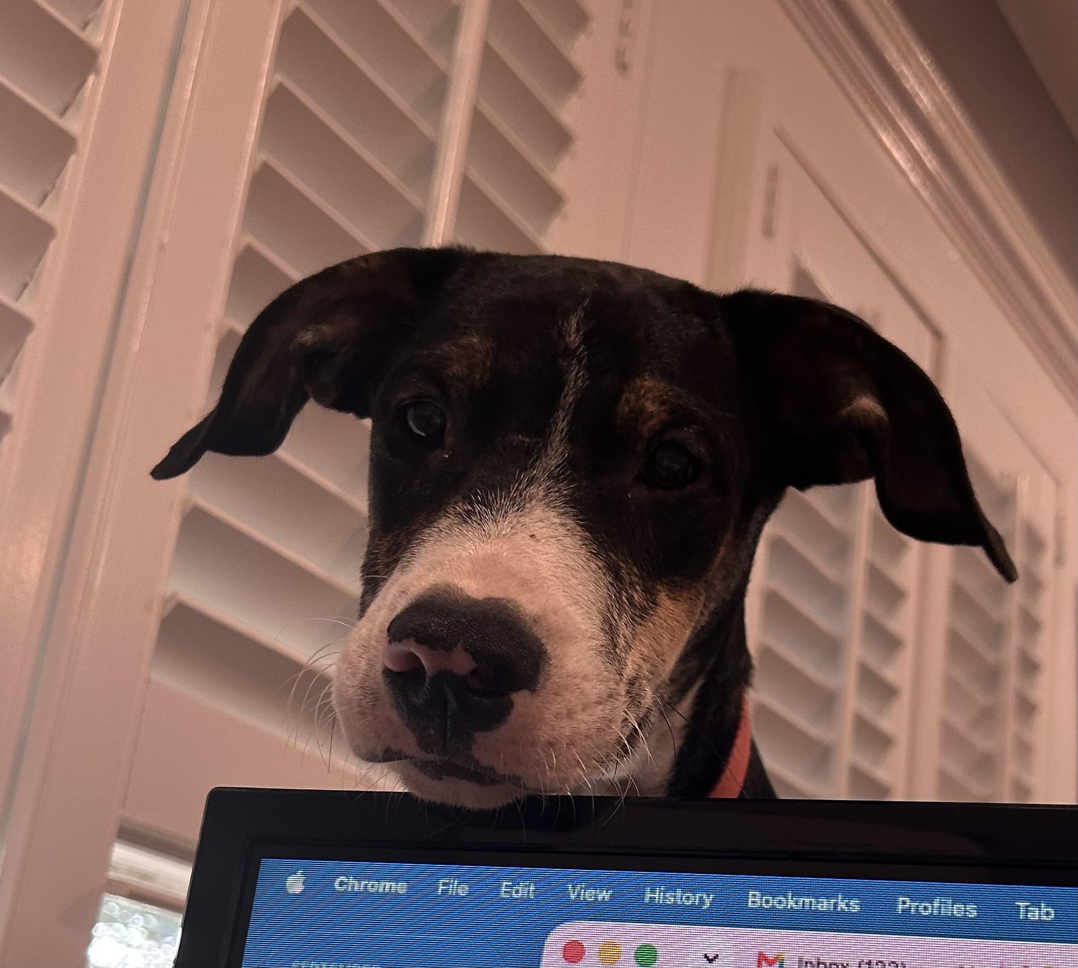 Enlarge Motley, a Adoptable mixed breed in Mobile, AL image 5/6