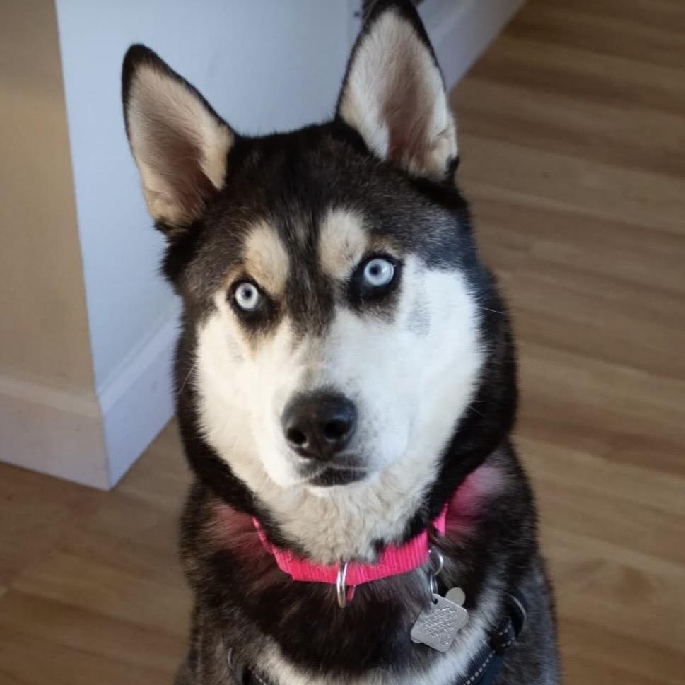 Stella, Adoptable, Adult Female Siberian Husky.