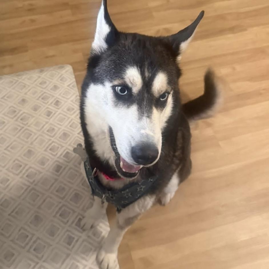 Enlarge Stella, a Adoptable Siberian Husky in Blaine, MN image 2/6