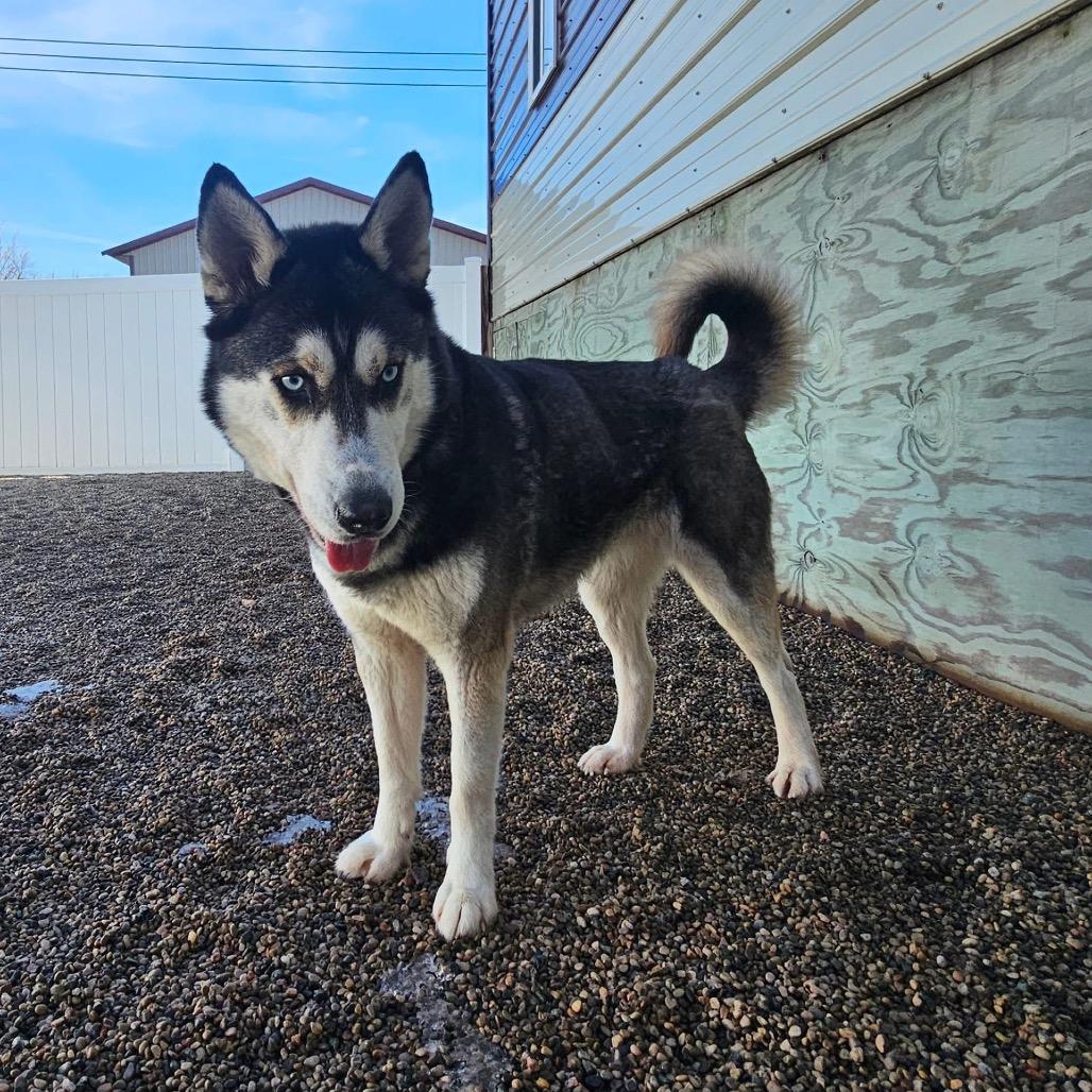 Enlarge Stella, a Adoptable Siberian Husky in Blaine, MN image 3/6