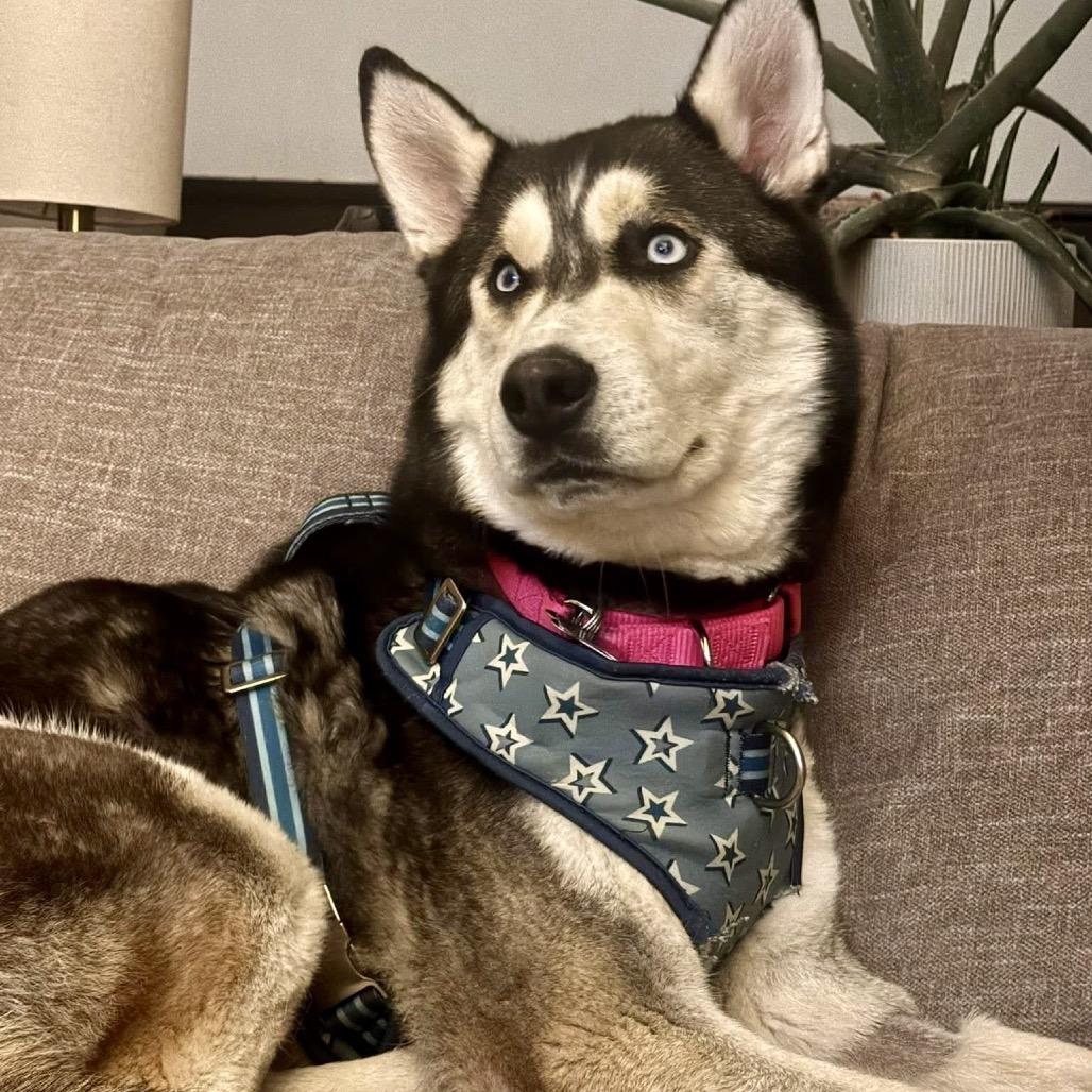 Enlarge Stella, a Adoptable Siberian Husky in Blaine, MN image 4/6