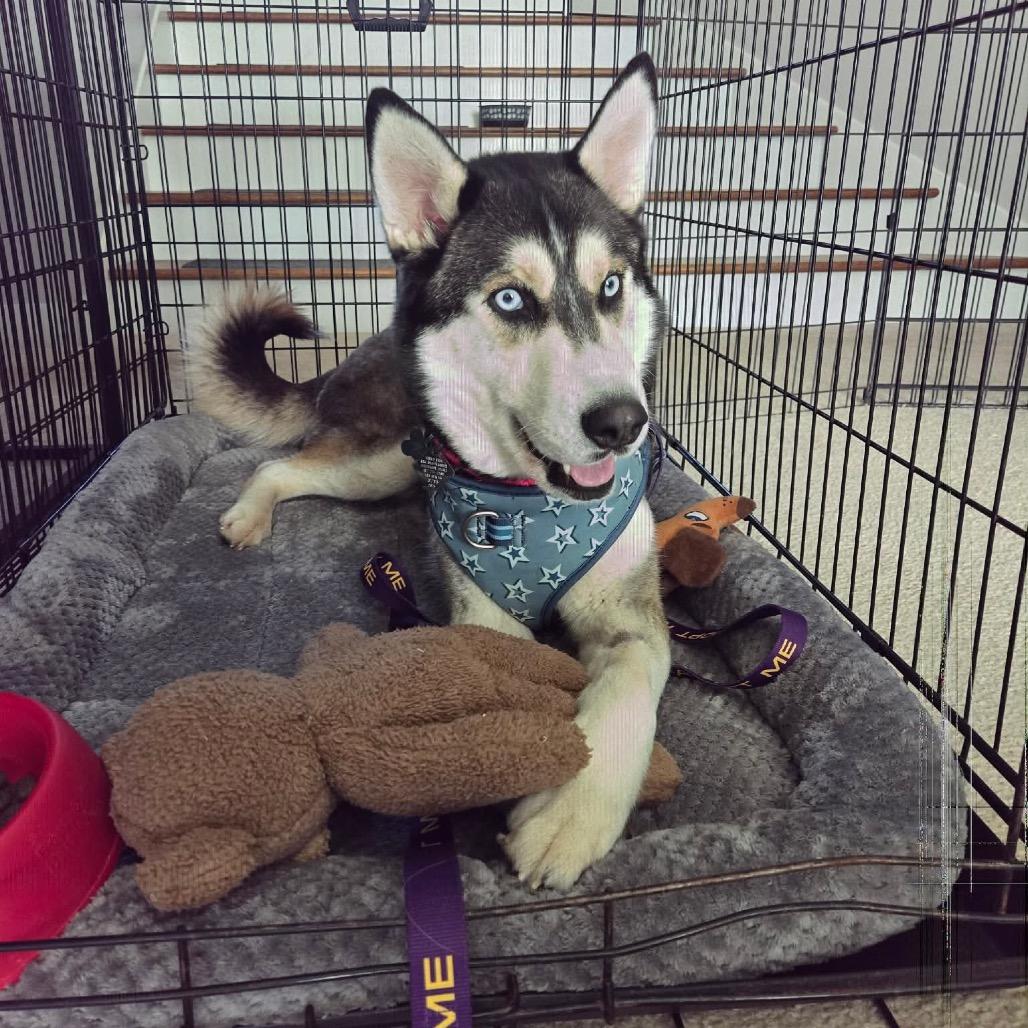 Enlarge Stella, a Adoptable Siberian Husky in Blaine, MN image 5/6