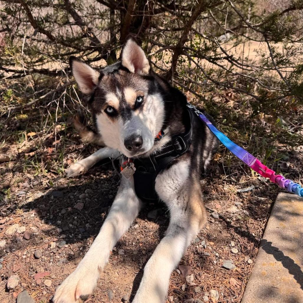 Enlarge Stella, a Adoptable Siberian Husky in Blaine, MN image 6/6