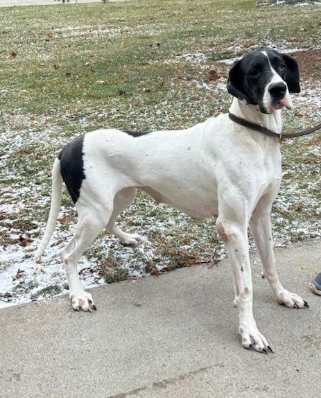 HANNA (ohiosdrescue@gmail.com), ADOPTABLE, Adult Female Great Dane.