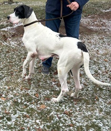 Enlarge HANNA (ohiosdrescue@gmail.com), a ADOPTABLE Great Dane in Rossford, OH image 2/3