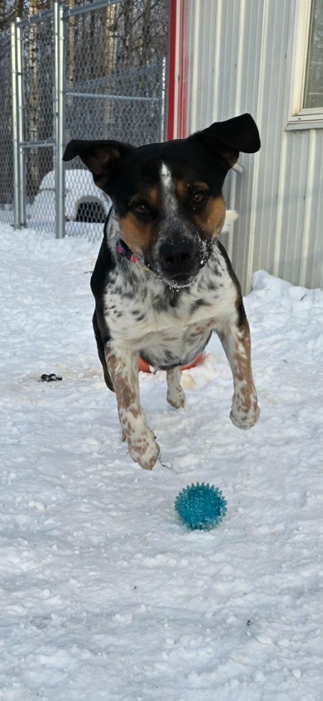 Enlarge Valentine, a Adopted Cattle Dog in Virginia, MN image 1/2