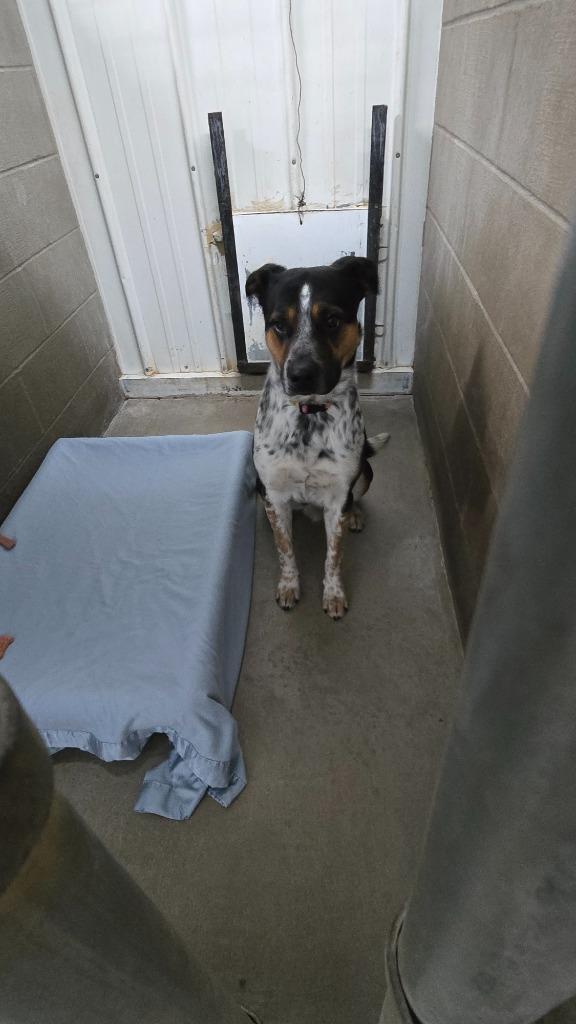 Enlarge Valentine, a Adoptable Cattle Dog in Virginia, MN image 2/2