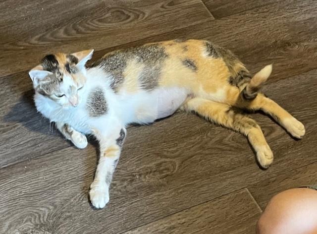 Marmalade, Adoptable, Adult Female Domestic Short Hair.