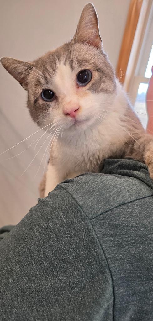 Aslan, Adoptable, Young Male Siamese.