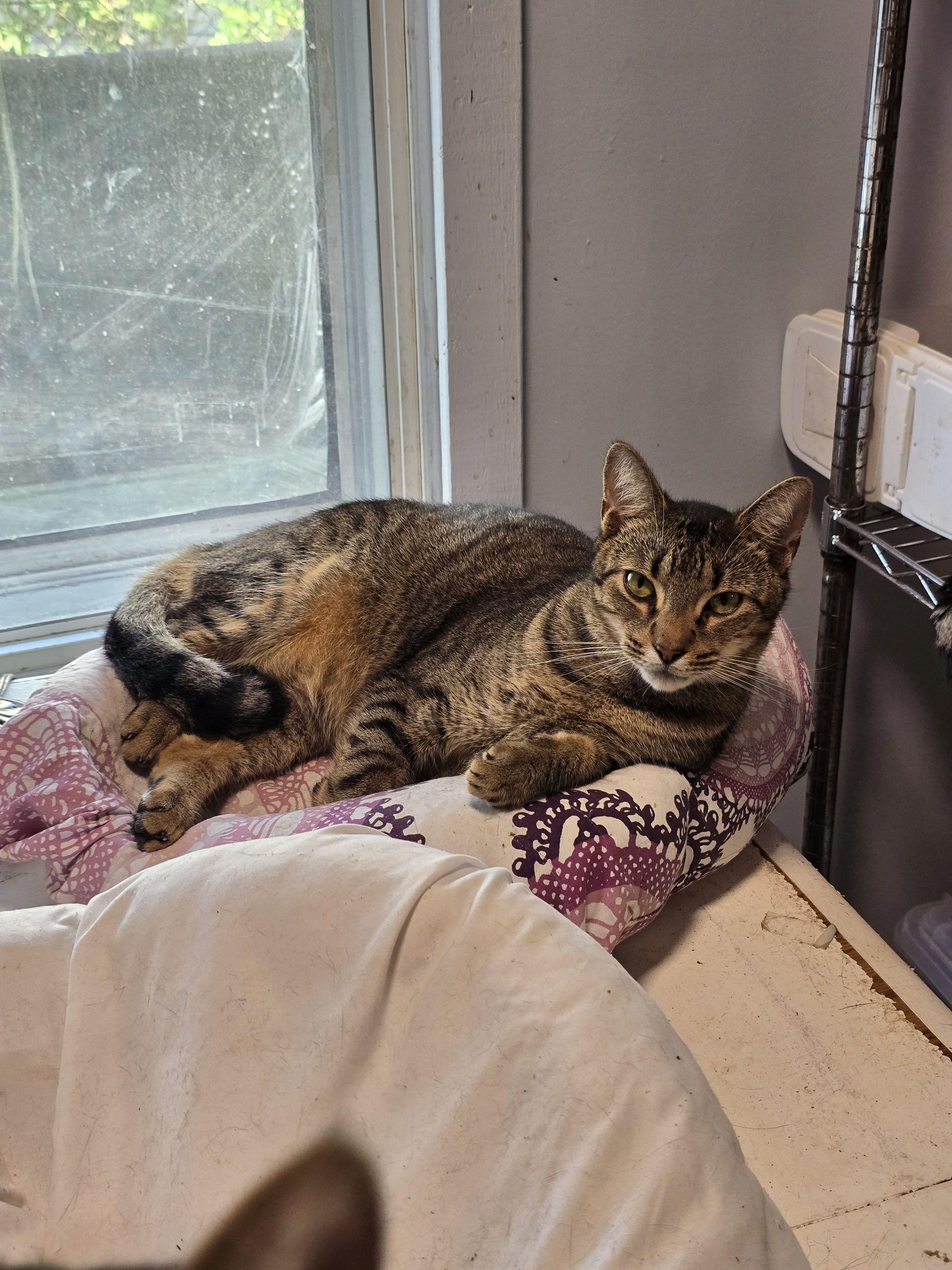 Tuna, Adoptable, Adult Male Domestic Short Hair.