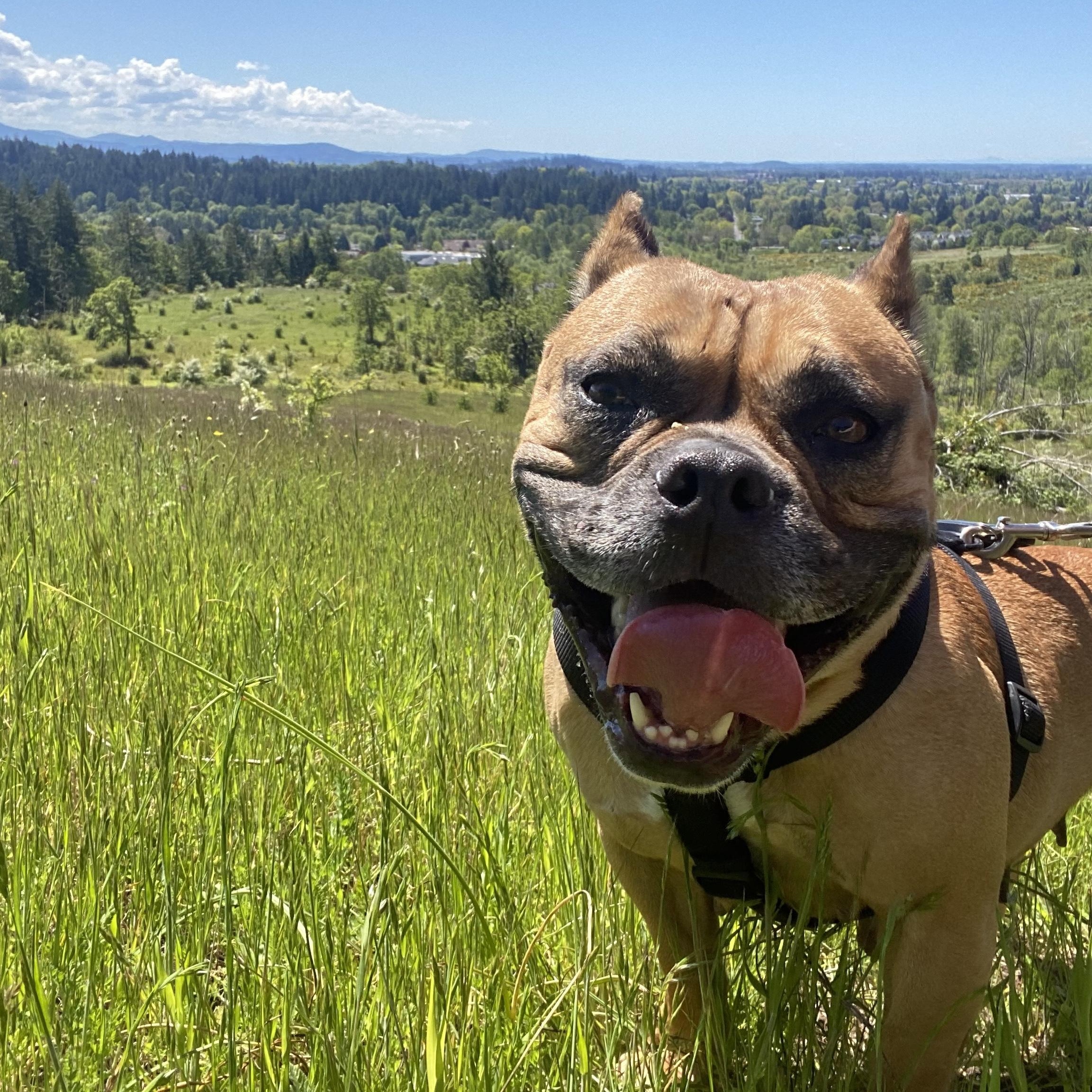 Enlarge Ellie, a Adopted mixed breed in Cascadia, OR image 2/3