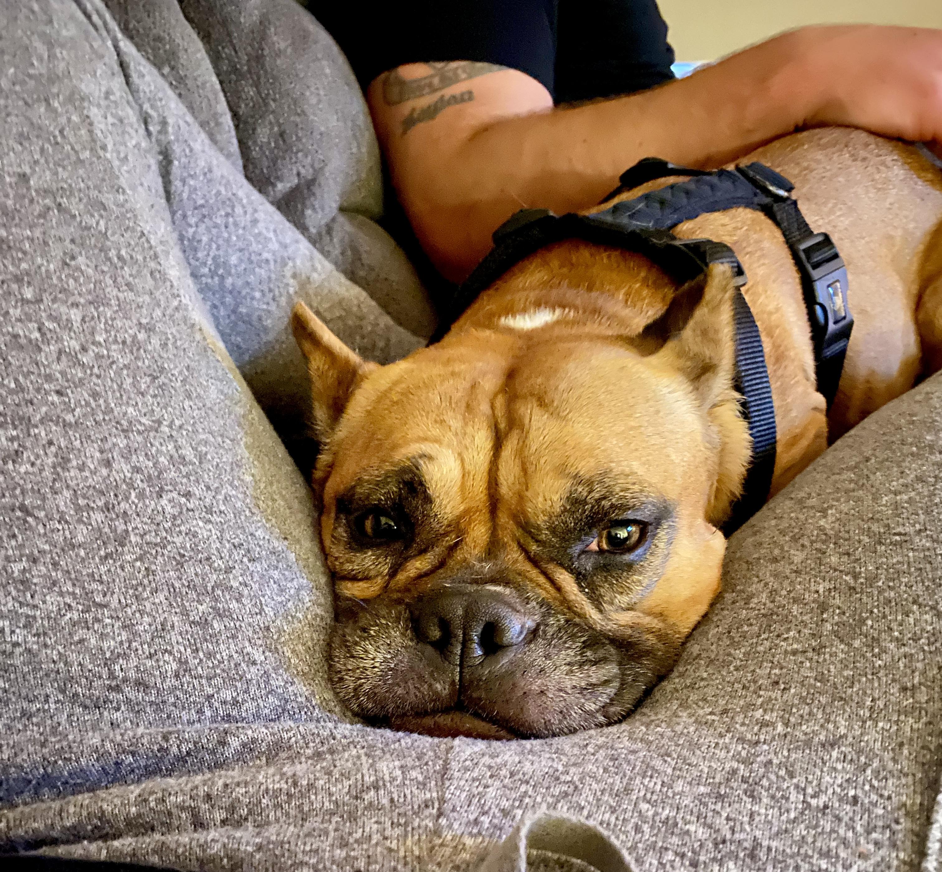 Ellie, Adopted, Senior Female Boxer & English Bulldog.