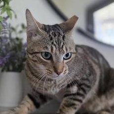 Jinx, a Adoptable Domestic Short Hair in DENVER, CO image 2/6