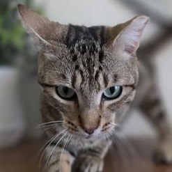 Jinx, a Adoptable Domestic Short Hair in DENVER, CO image 1/6