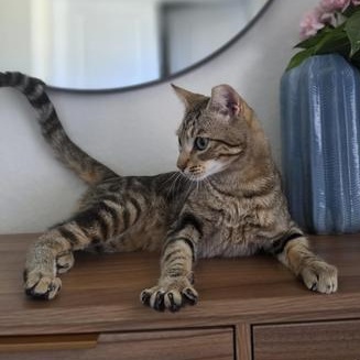 Jinx, a Adoptable Domestic Short Hair in DENVER, CO image 6/6