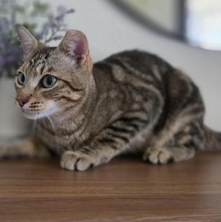 Jinx, a Adoptable Domestic Short Hair in DENVER, CO image 5/6