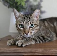 Jinx, a Adoptable Domestic Short Hair in DENVER, CO image 3/6