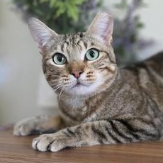 Jinx, a Adoptable Domestic Short Hair in DENVER, CO image 4/6