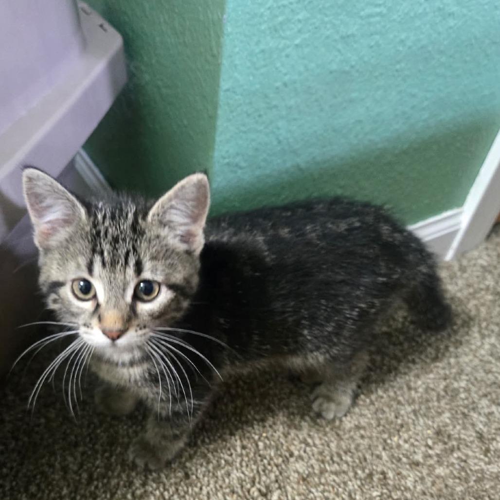 Opal C25-035, Adoptable, Kitten Female Domestic Short Hair.