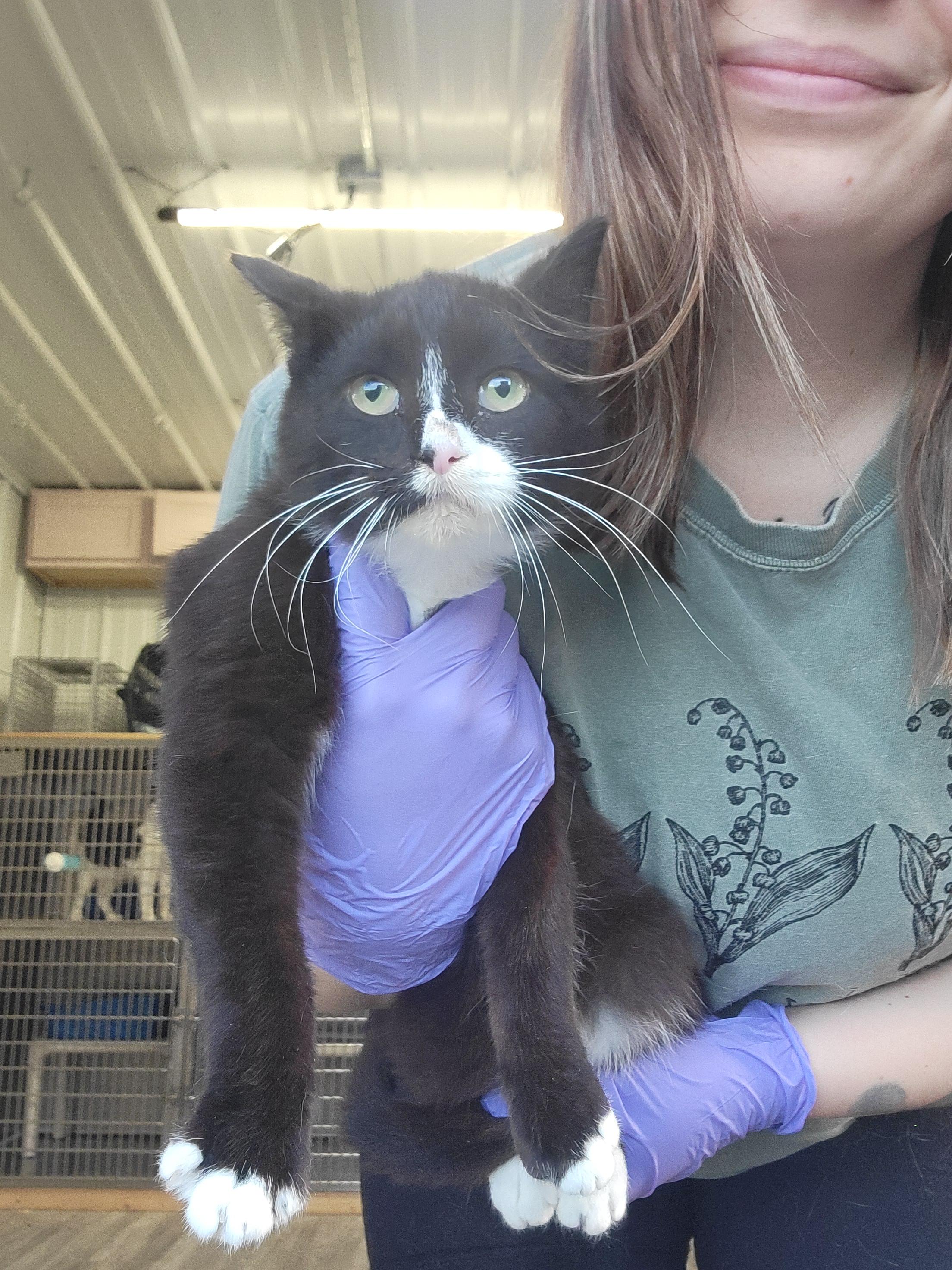 Donny, Adoptable, Adult Male Domestic Short Hair.