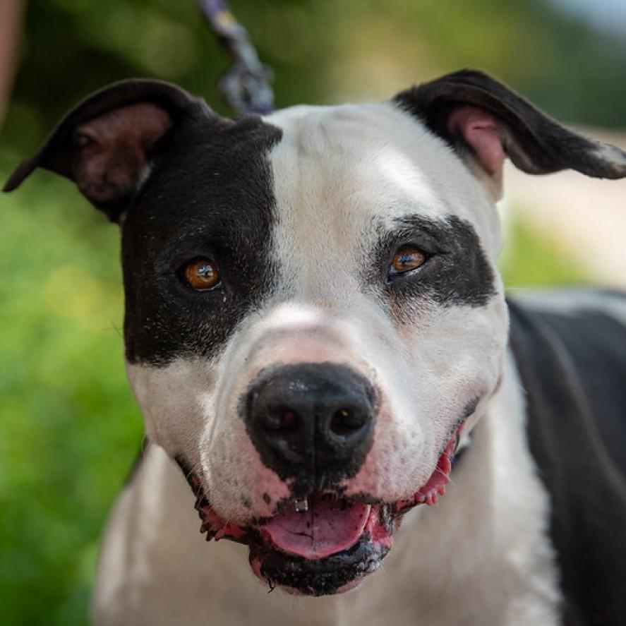 Ferdinand JuM — thumbnail 3