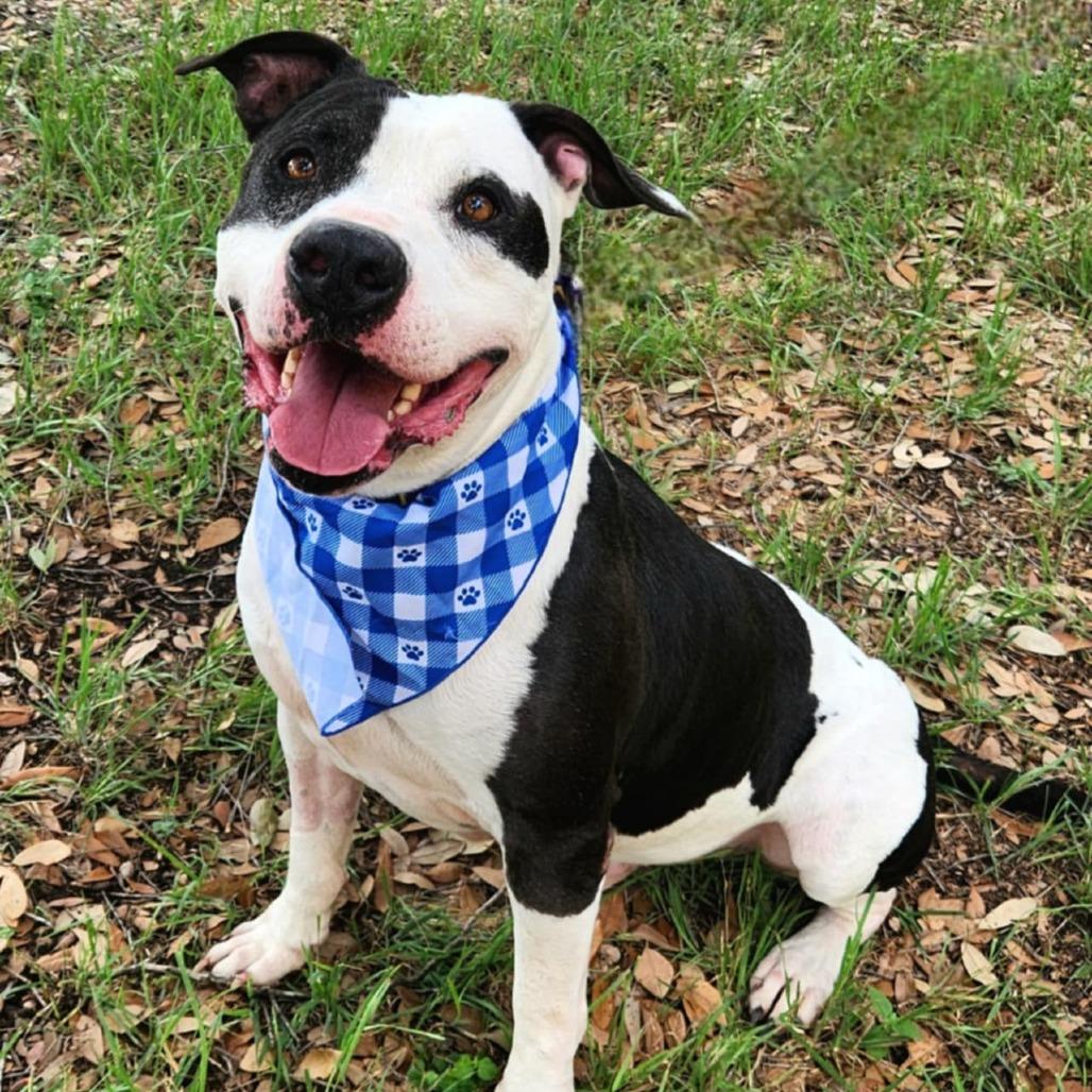 Ferdinand JuM — thumbnail 4