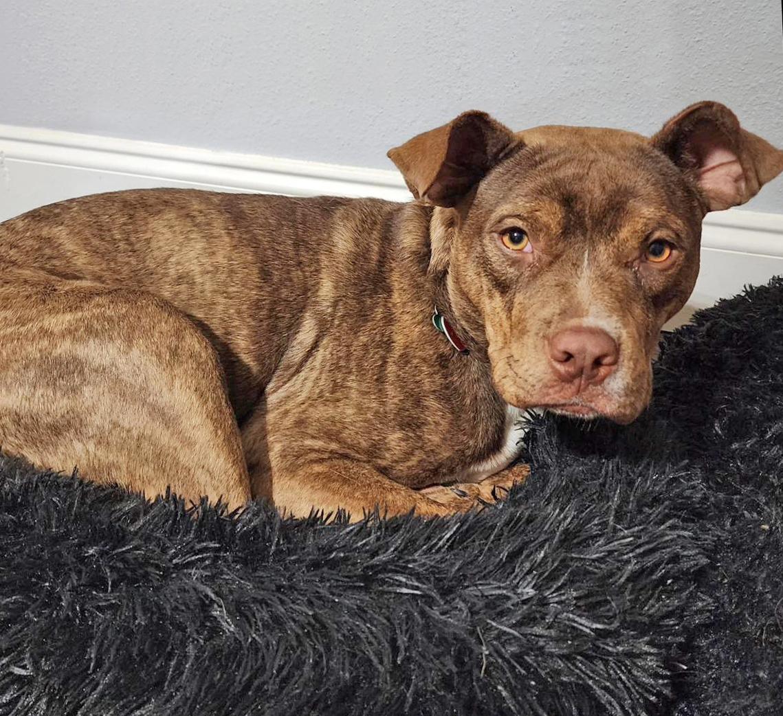 Gizmo Mixed Breed Dog