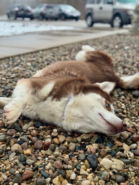 Enlarge Milo, a ADOPTABLE Husky in Benton Harbor, MI image 5/6